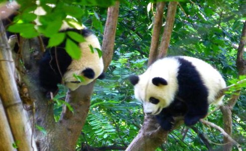 panda.jpg